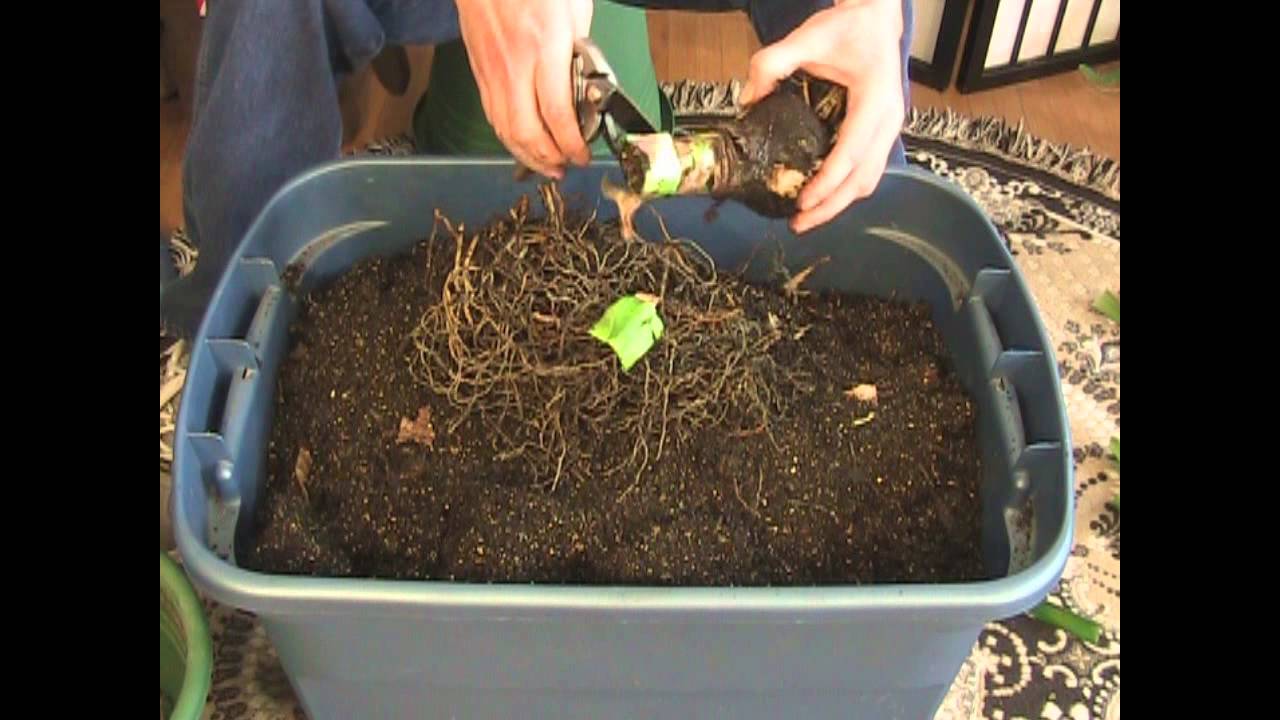 From Cancer Cure to Cast Iron! YouTube