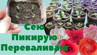 ПОСЕВ ПЕТУНИИ. Перевалка эустомы. Пикировка экзакума. Расцвели новые сорта бегонии.