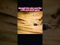 The Desert’s Deadliest #WildConfidence #DeadlyPatience #OneShotKill #SilentHunter #DesertKiller