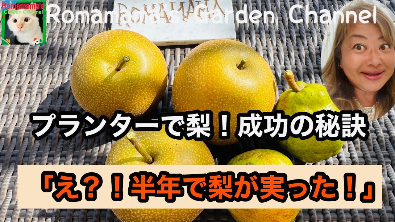 【梨栽培】半年で美味しい梨が収穫出来ました。梨栽培の成功の秘訣　#梨　#くだもの栽培 