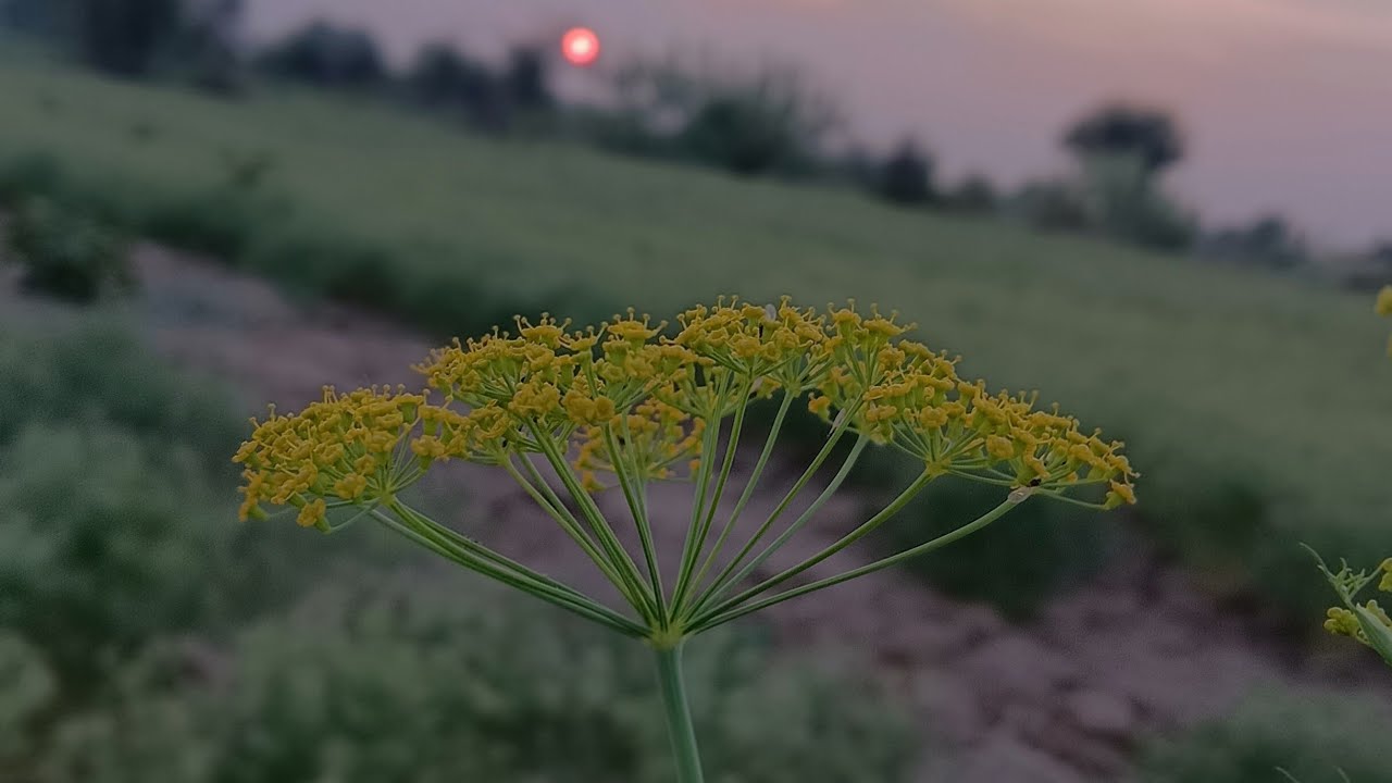 Sharso katna ho gaya bhari 😱🧺