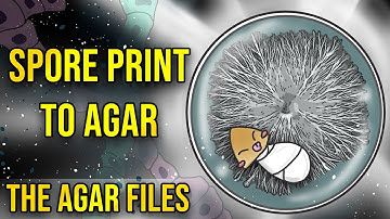 The Agar Files - Spore Print to Agar (Intro to Agar)