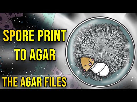 The Agar Files - Spore Print to Agar (Intro to Agar)