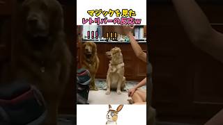 マジックを見たレトリバーの反応w