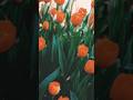 #subliminal #meditation #flowers #affirmations #motivation #dreams #attraction #attract #goals #calm