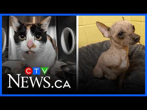 The Kitty Lixo Leak: A Breaking News Update