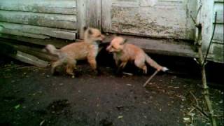 baby fox.AVI
