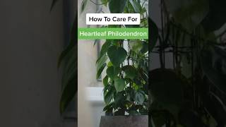 How To Care For Heartleaf Philodendron