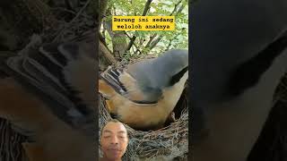Download Lagu Burung ini sedang memberi makan anaknya #birds #nature #wildlife #animals #wildlifebirds MP3