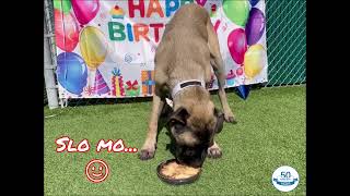 Leo's First Birthday! by Holiday Barn Pet Resorts 69 views 1 year ago 32 seconds