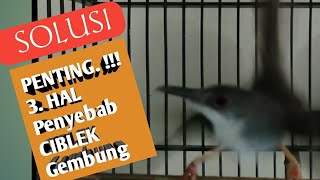 How to Treat a Fluffed-Up/Sick Ciblek Bird