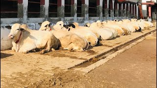 Heavy BULLS COLLECTION🔥🔥||All In One Palace || MA SHA ALLAH || Gulf Cattle Farm||Collection 2019