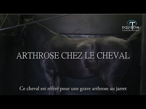 Vidéo: Fusion Des Articulations Chez Les Chevaux