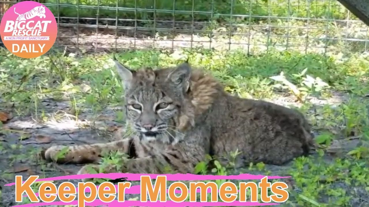 leopard print Keeper Moments Tom Tom Bobcat before her hair cut