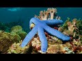 Starfish SECRETS Revealed From Birth To Adulthood 