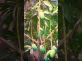 বিকেলের রোদ + ঝুলন্ত কাঁচা আম = ❤️ ন্যাচার লাভ || Apexel 60x Zoom Lence Action video. #trending