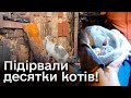 😭 Десятки котів згоріли живцем! Вибухи у прихистку в Києві!