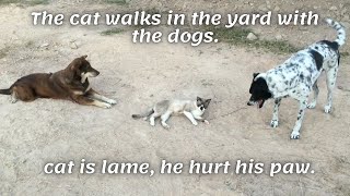 The cat walks in the yard with the dogs. The cat is lame, he hurt his paw.