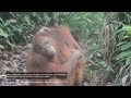 Mona the lover of orangutan baby