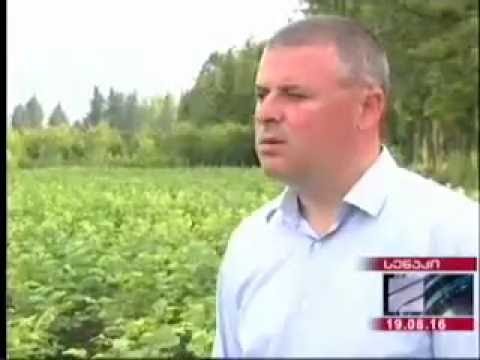 სენაკში  თხილის სანერგე მეურნეობა შეიქმნა