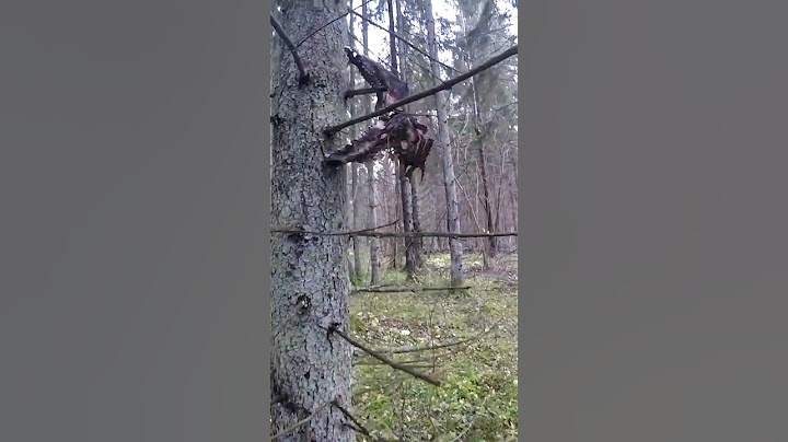 What's that on the tree? I was walking through the forest and saw something strange.