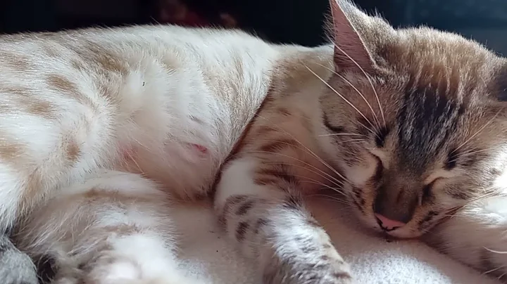 Watch the video about PREGNANT Snow Lynx Bengal Cat ~ STUNNING CAT SLEEPING #snowbengal #lynxcat #bengal #catsleeping