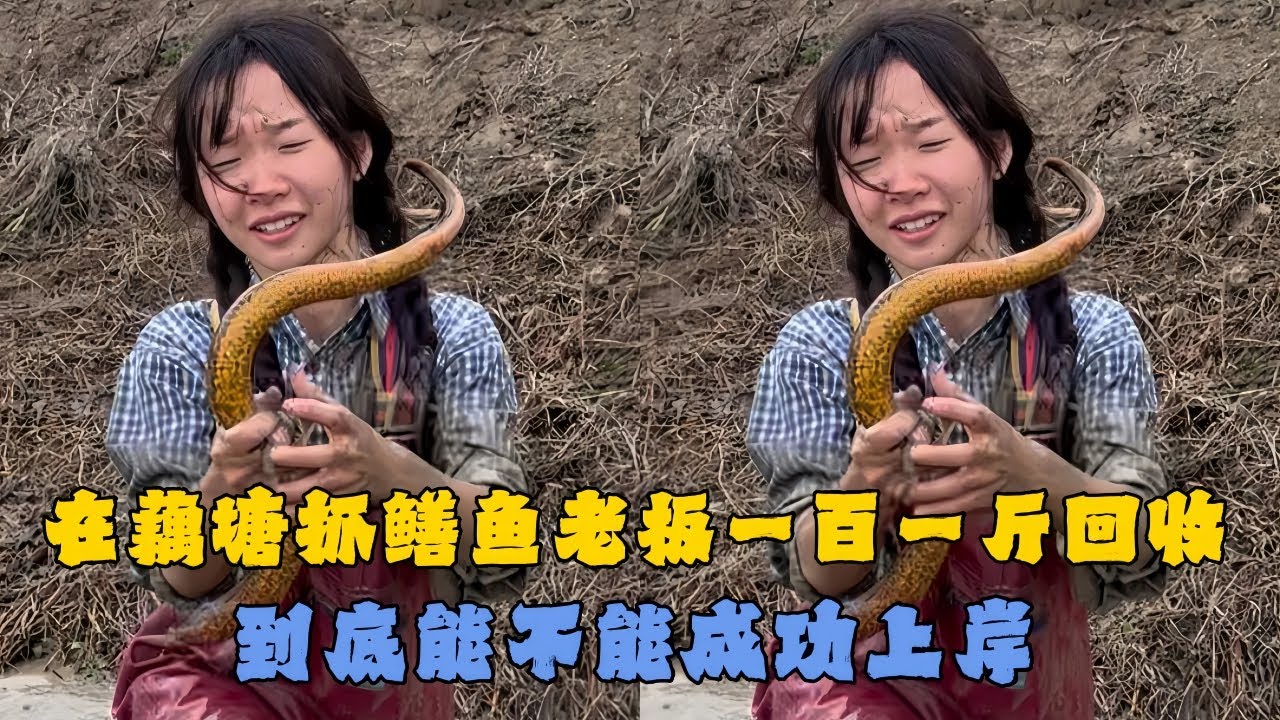 幺妹在藕塘里抓鳝鱼，老板竟然100元1斤回收大货！到底能否成功上岸？#户外抓鱼 #户外捕鱼 #幺妹vlog #乡村生活 #农村生活