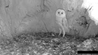 Baby barn owl Hears thunder for first time