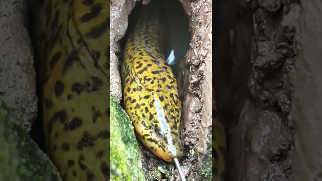 instant eel fishing technique 