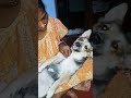 আমাদের বয়স্ক মানুষটাকে দেখো 🌹🙏 #doggys #doggielife #dog #doggie #doggiecorgi #dogslife #dogsworld