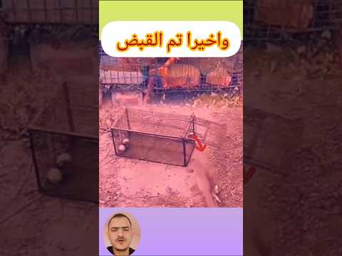واخيرا تم القبض على النمس اكل الدجاج والارانب