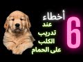 6 أخطاء عند تدريب الكلب على الحمام 