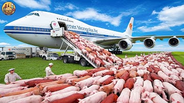 How Millions Of Sheep, Cow, Pigs Are Transported By Big Ships And Trucks - Modern Livestock Export