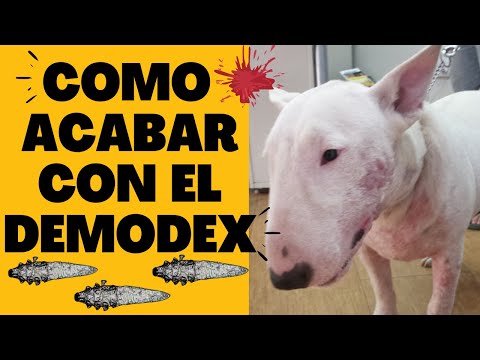 🎯How to Cure Demodecic SARNA in Dogs WITHOUT Leaving Your HOUSE ✅ With SIMPARICA Goodbye DEMODEX👈