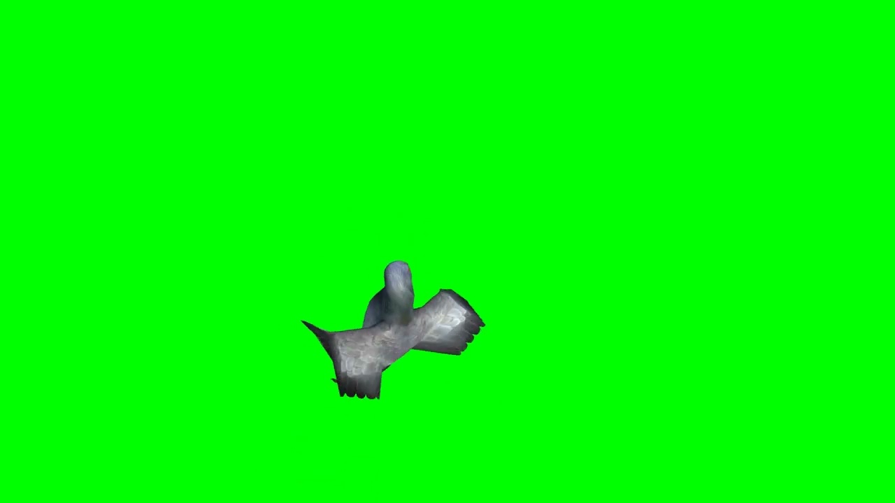 Funny Dance Pigeon Green Screen Animation