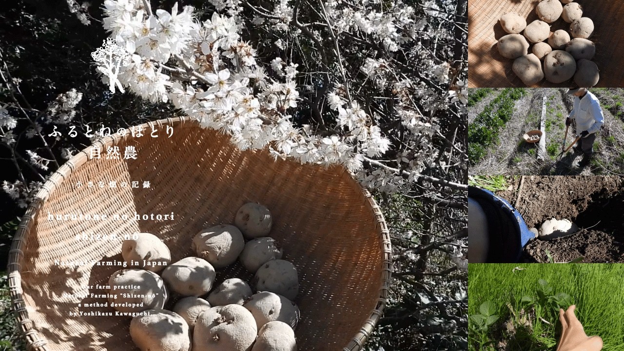 「春じゃがいも」の植え付け《第四弾》中央の畝で土寄せ・草整理なく栽培〜26年3月8日