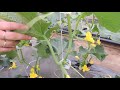 HOW TO PRUNE CUCUMBER PLANTS FOR BEST PRODUCTIONS