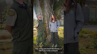 American Elm - Arbor Month 2026 - Tree of the Week