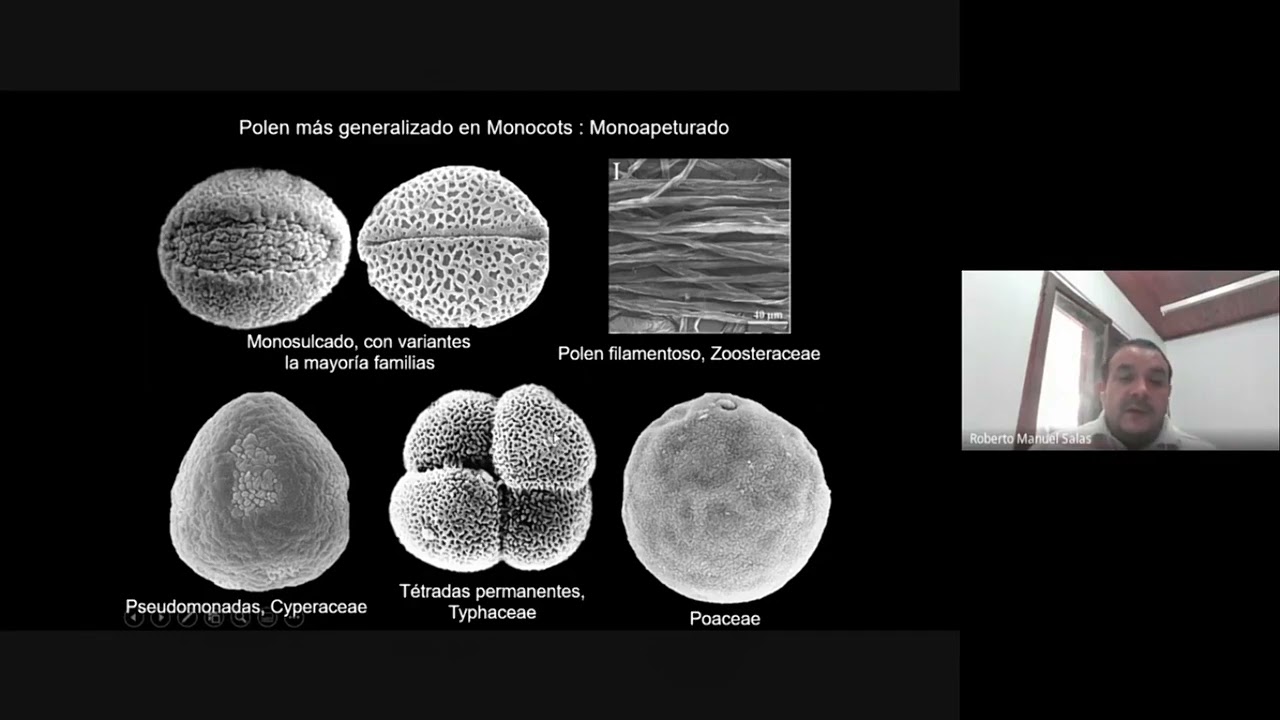 Diversidad Vegetal - Angiospermas. Monocotiledóneas