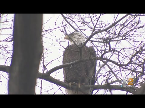 Video: Why The City Was Named Eagle