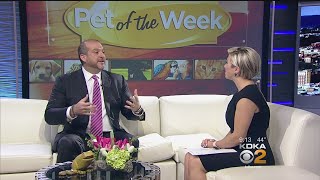 PAART, Shadyside Inn Team Up For New Adoption Program