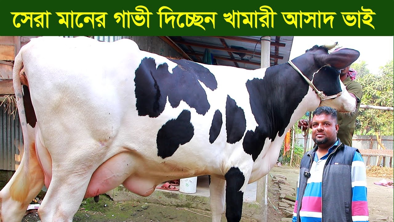 সেরা মানের গাভী দিচ্ছেন খামারী আসাদ ভাই dairy farm