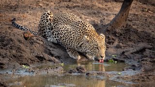 Leopard ROAR  ||  What does a Leopard SOUND like?