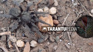 A dwarf tarantula from Northern Kwazulu Natal (Brachionopus sp) by Tarantupedia™ 1,173 views 4 years ago 2 minutes, 38 seconds