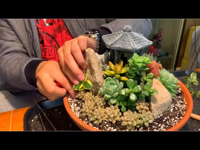 Succulent Arrangenent in Terracotta Dish Pot - YouTube