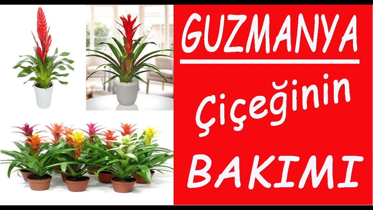 Guzmanya çiçeği bakımı ve sulanması, Guzmania flower care and watering -  YouTube
