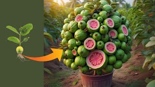 Techniques for Growing Guava to get much fruitful results #meijinggarden #fruit