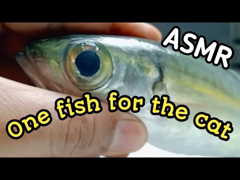 Animal asmr : This cat really likes raw fish meat - YouTube