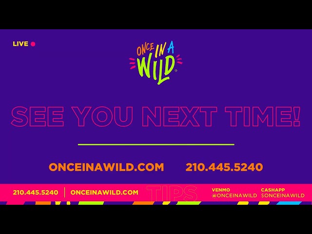 Once in a Wild Live-Stream with Live Animals!