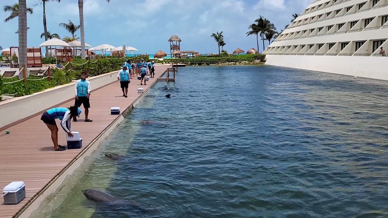 Hyatt Ziva Cancun Dolphins (Dolphinarium) Delphinus Punta Cancún at Hyatt Ziva April 2021 (2